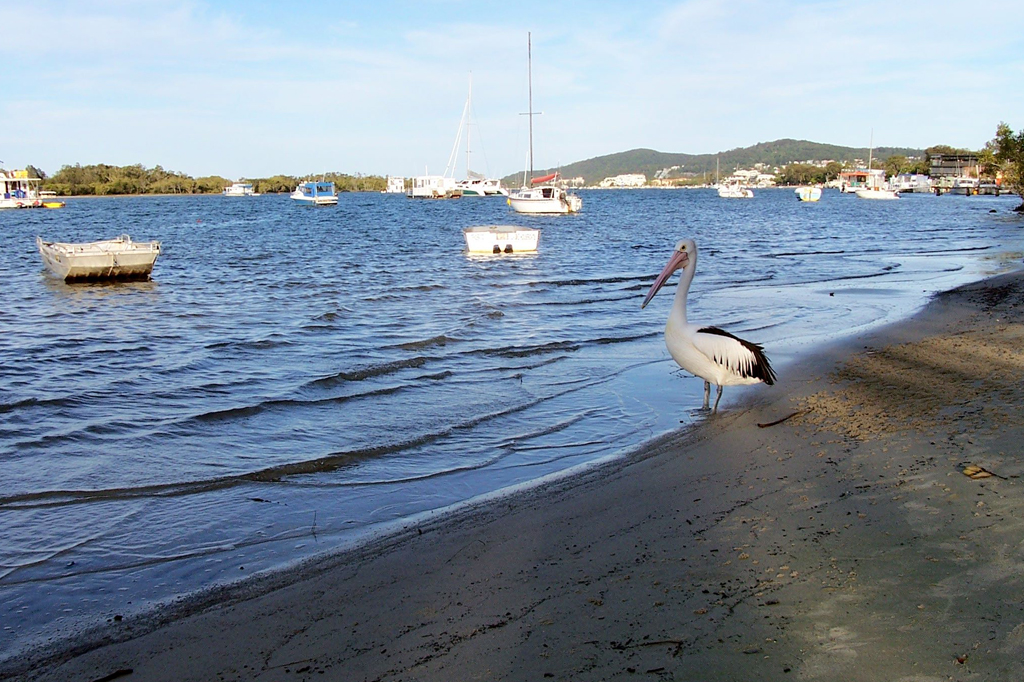 A Local on Noosa River